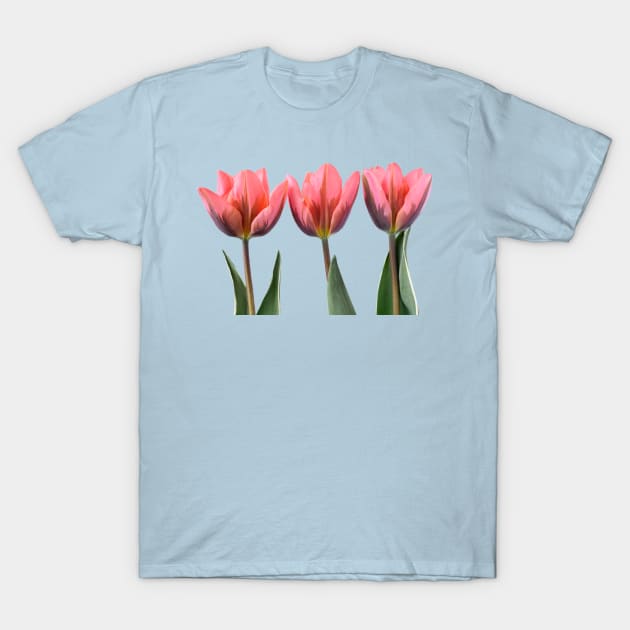 Tulipa &#39;Pretty Princess&#39; Triumph Group Tulip T-Shirt by chrisburrows